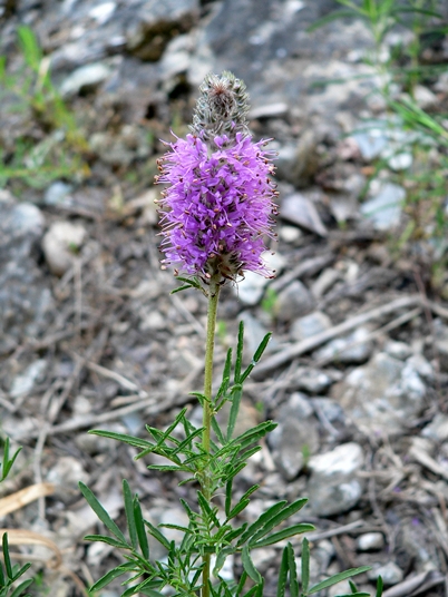 {Dalea gattingeri}
